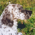 Setter Anglais ILDA DES BERGES DE L'AGLY Setter Anglais ILDA DES BERGES DE L'AGLY